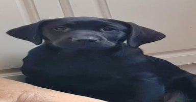 Labrador Retriever dogs in Jedburgh - Advert 2