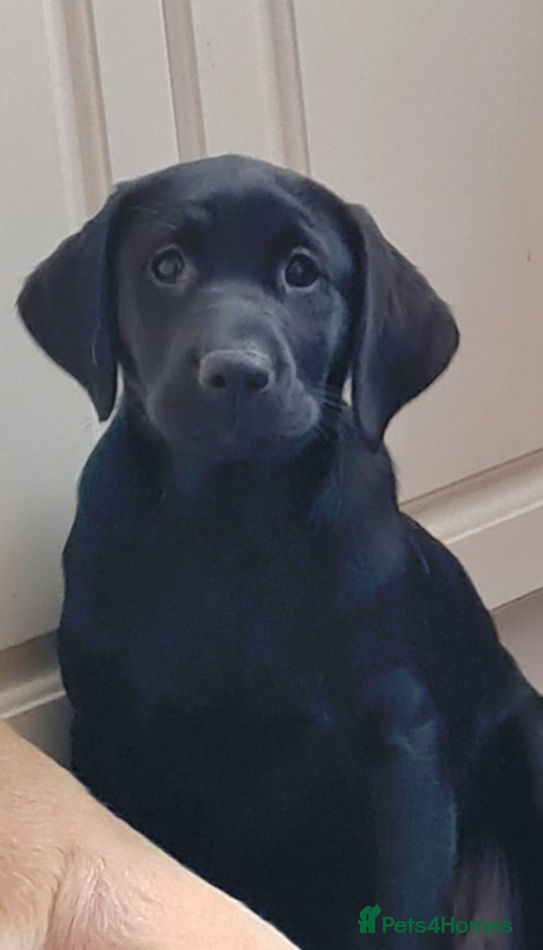 Labrador Retriever dogs for sale: Last girl Kc reg labrador puppies  in Jedburgh - Image 4