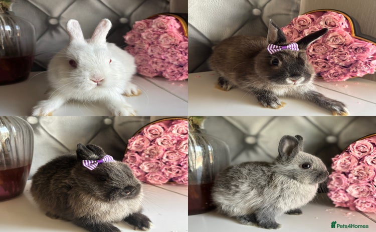 Netherland Dwarf rabbits - Advert 8