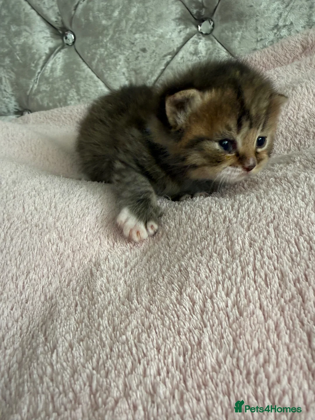 British Shorthair cats for sale: British Shorthair kittens - Advert 18