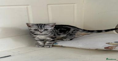 British Shorthair cats - Advert 11
