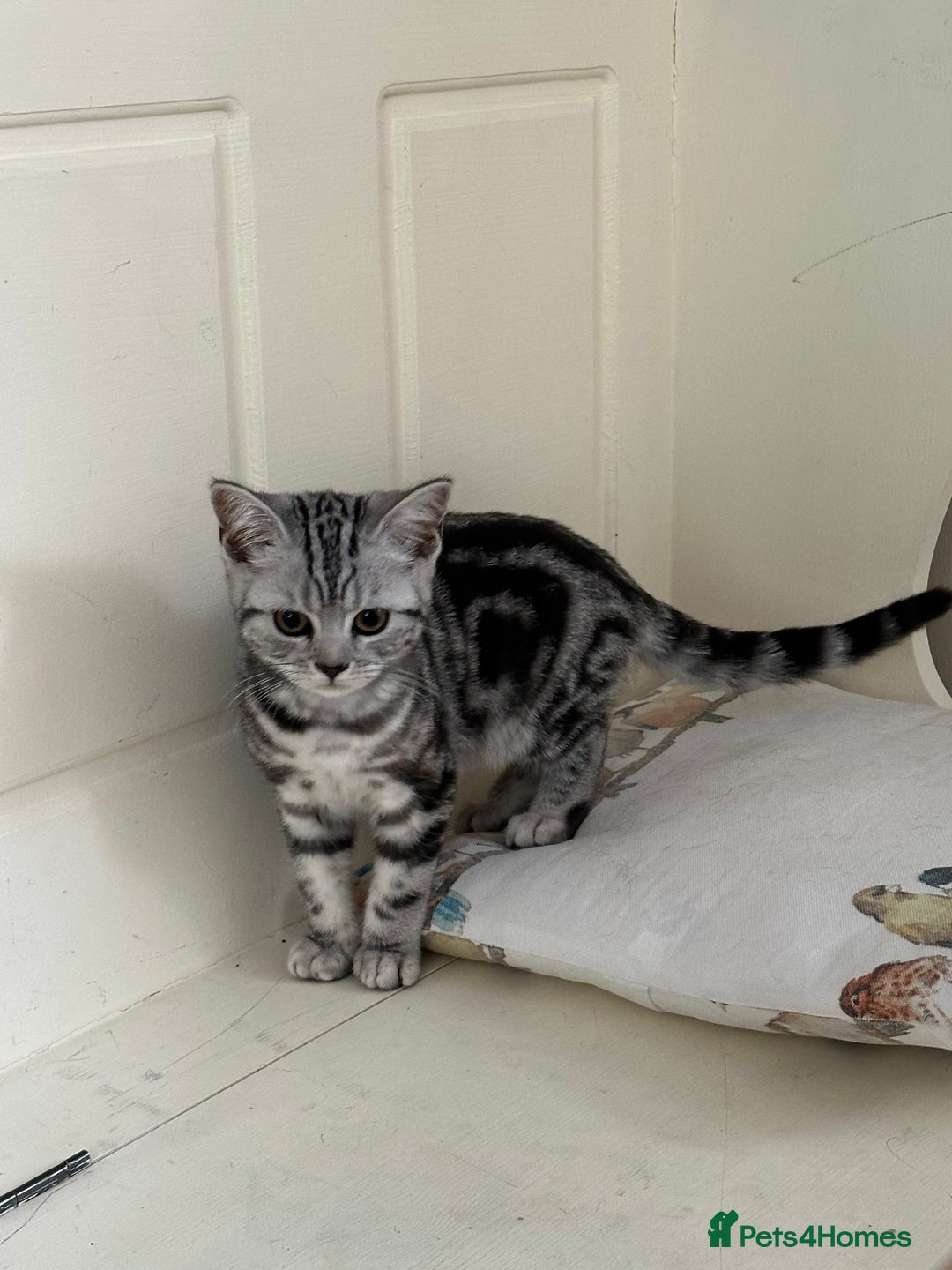 British Shorthair cats for sale: Beautiful British Shorthair girls very loving - Image 2
