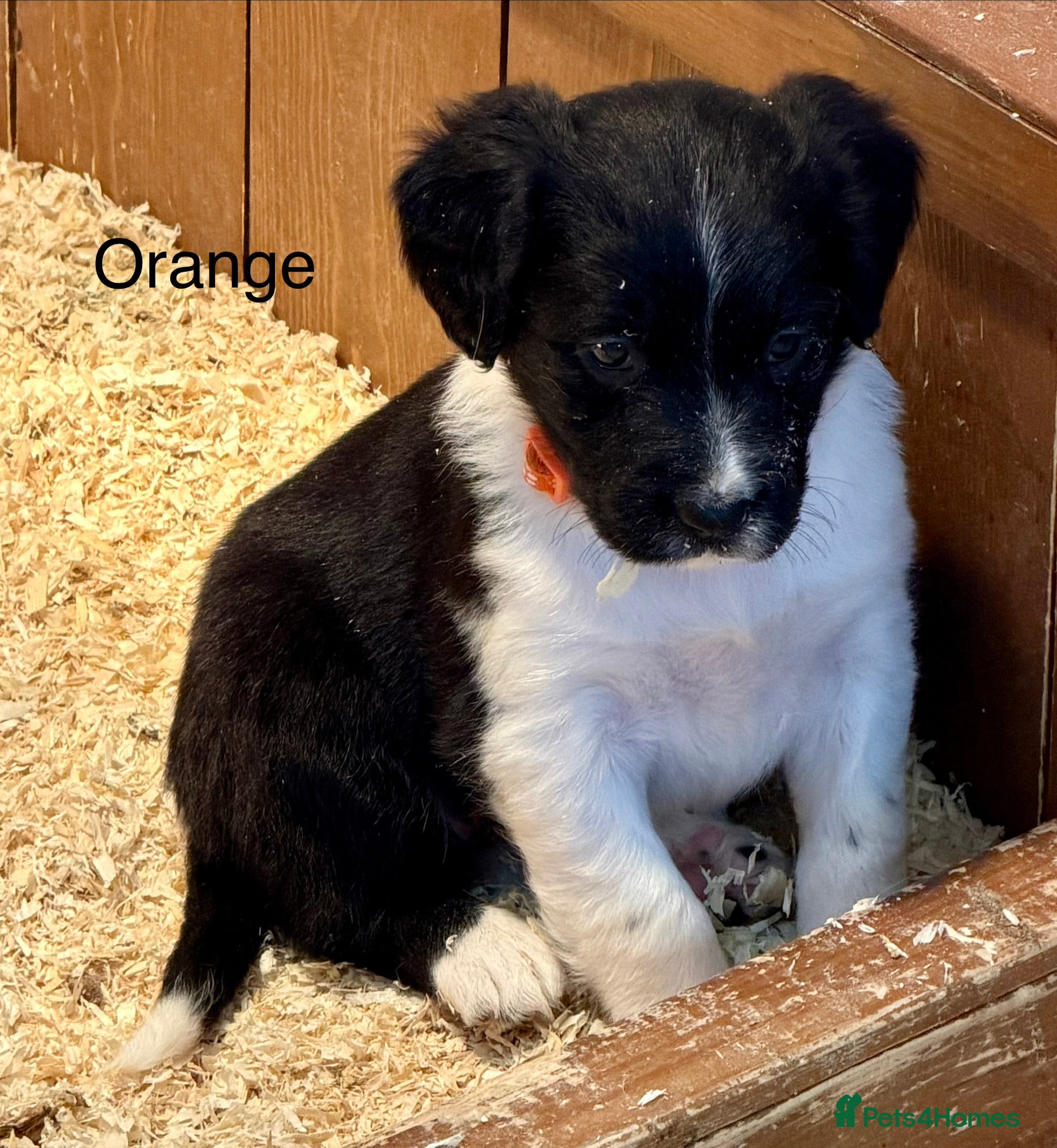 Sprollie dogs Sprollie puppies from experienced breeder - Advert 2