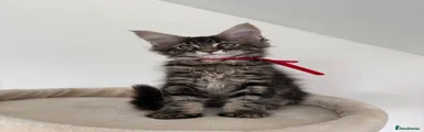 Maine Coon 5