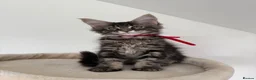 Maine Coon cats for sale: CHAMPION BLOODLINE KITTENS ❤️ - Advert 7