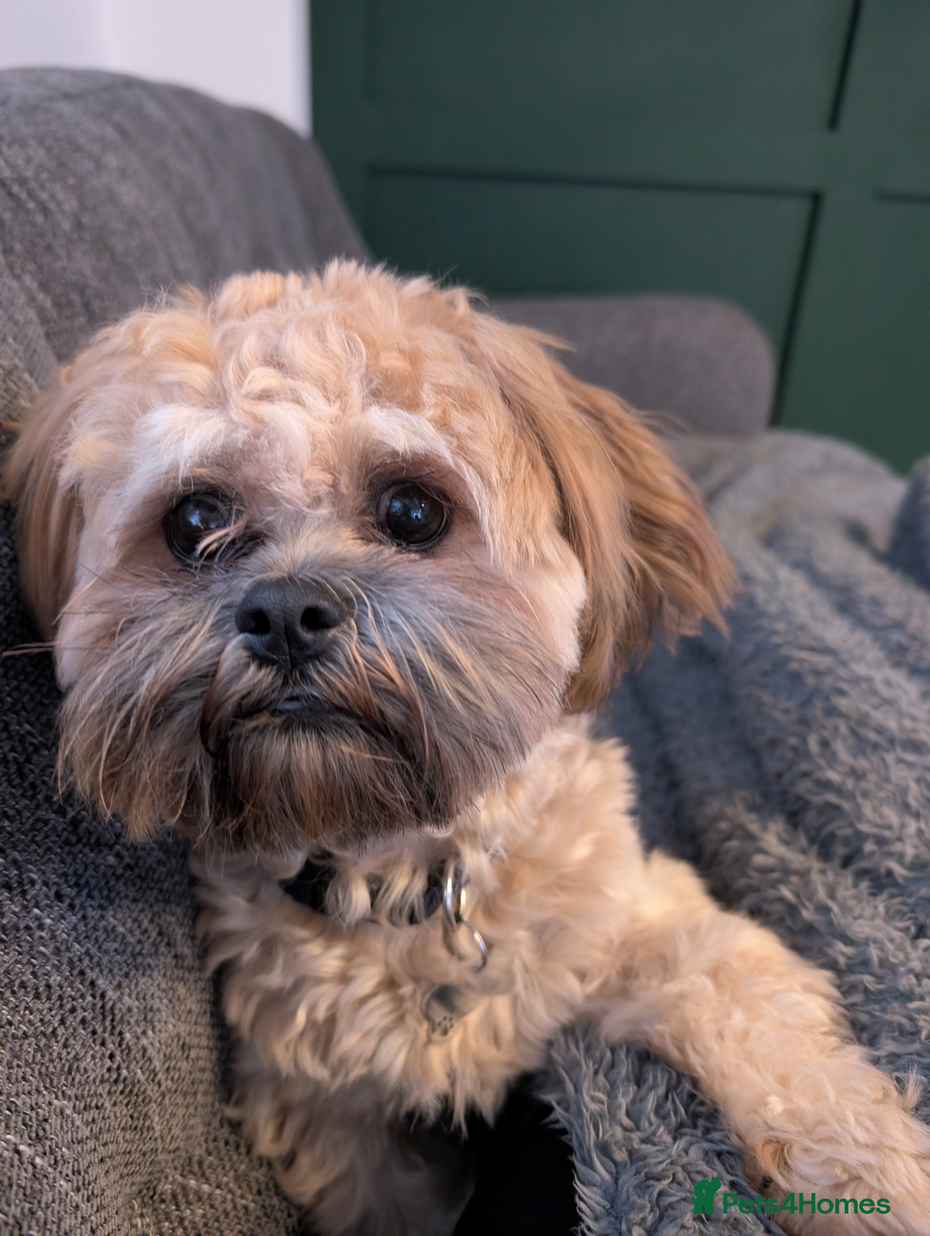 Zuchon dogs Diego - Advert 13