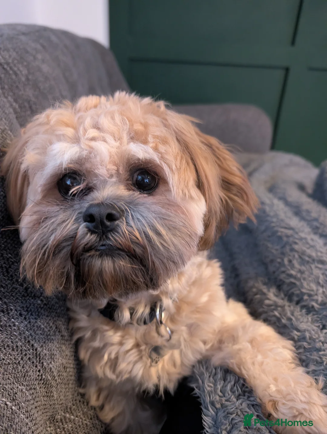 Zuchon dogs for sale: Diego - Advert 1