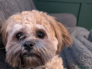 Zuchon dogs Diego - Advert 13