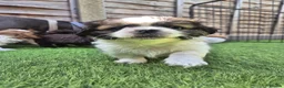 Shih Tzu dogs for sale: Shih-tzu pups  - Advert 9