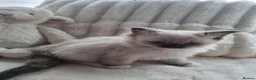 Ragdoll cats for sale: 🩵 Ragdoll Kittens 2 x Male AVAILABLE NOW🩵 - Advert 10