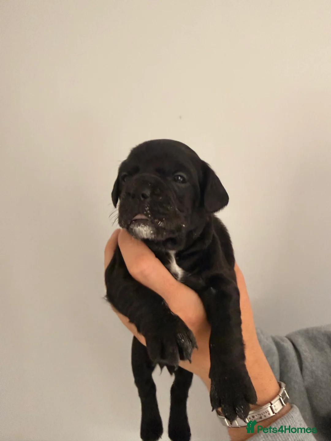 Mixed Breed dogs for sale: Frenchie X Cockapoo puppies  - Advert 2