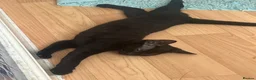 Mixed Breed cats for sale: FREE 2 females kittens  in Ilford - Advert 5