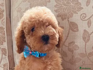 Toy Poodle dogs TOY POODLE GIRLS AND BOYS READ NOW - Advert 2
