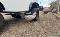 Chickens poultry for sale: Bantam Araucana boys - Image 2
