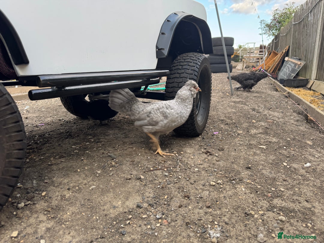 Chickens poultry for sale: Bantam Araucana boys - Image 2
