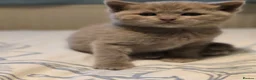 Ragdoll cats for sale: Beautiful ragdoll and British short hair kittens  - Advert 4