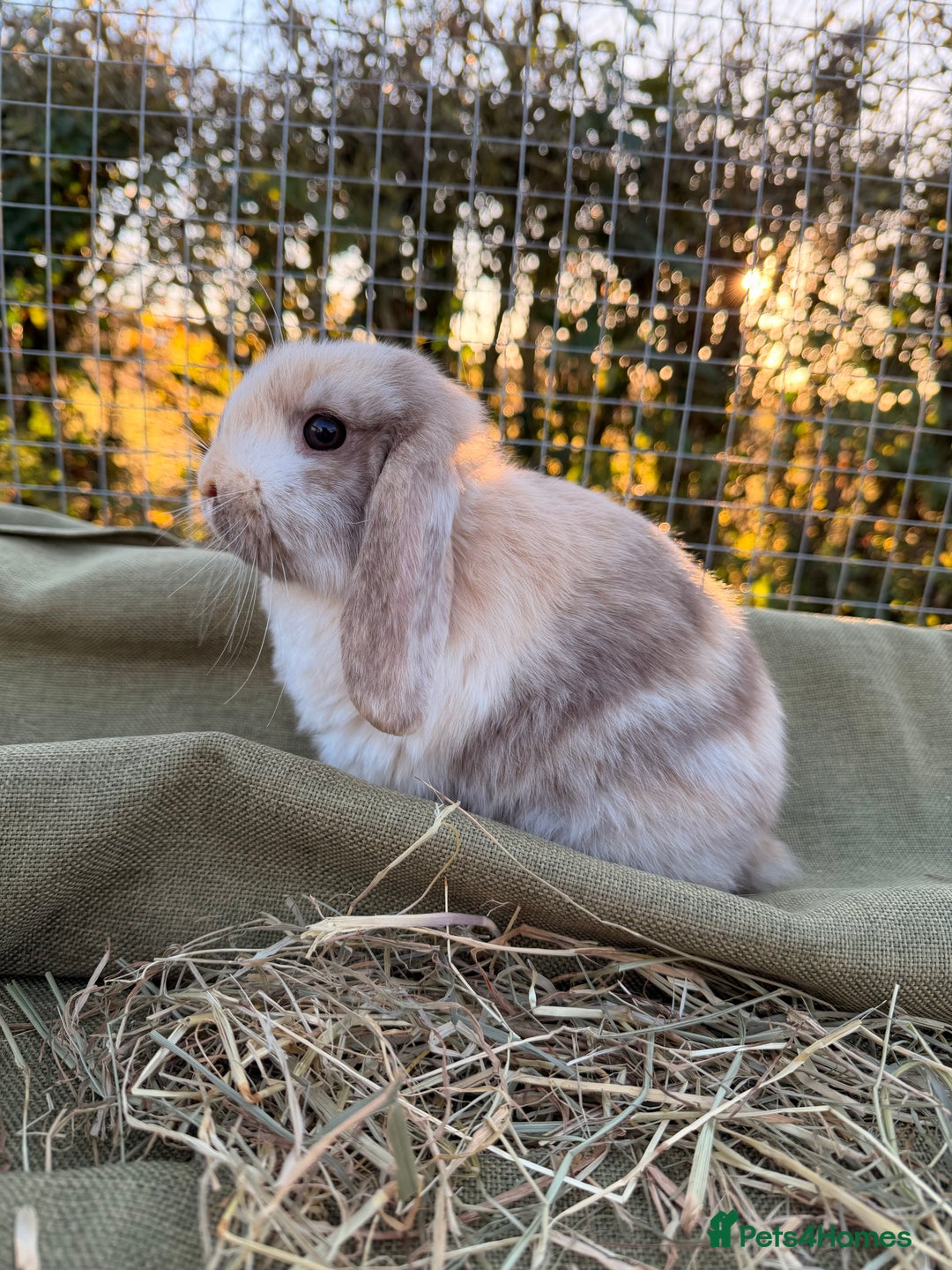 Mini Lop rabbits for sale: Mini Lop bunnies  - Advert 33