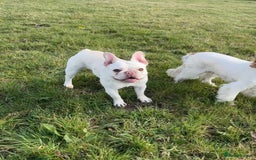 French Bulldog dogs for sale: Such a honest little lady - Image 6