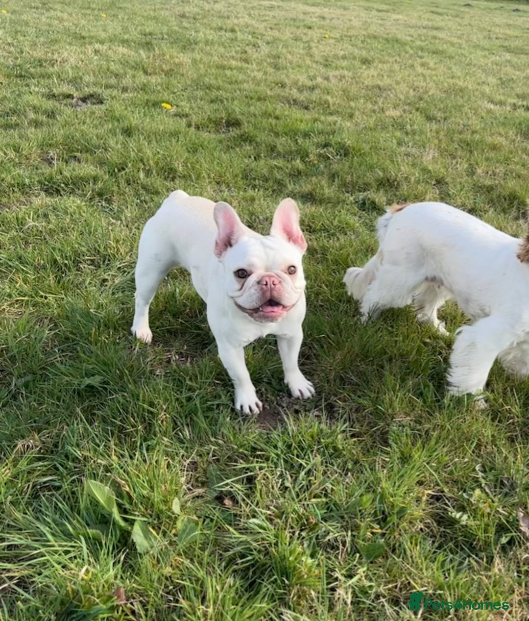 French Bulldog dogs for sale: Such a honest little lady - Image 6