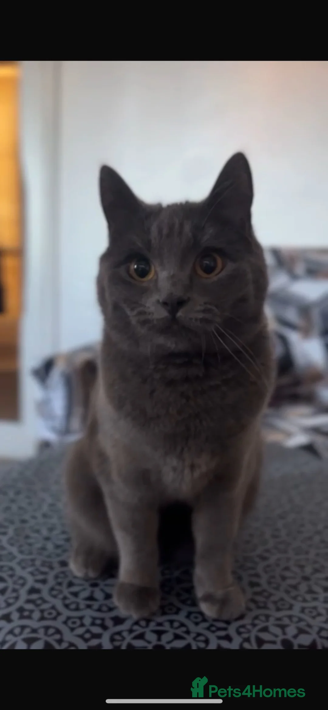 British Shorthair cats for sale: British shorthair for sale  - Advert 1