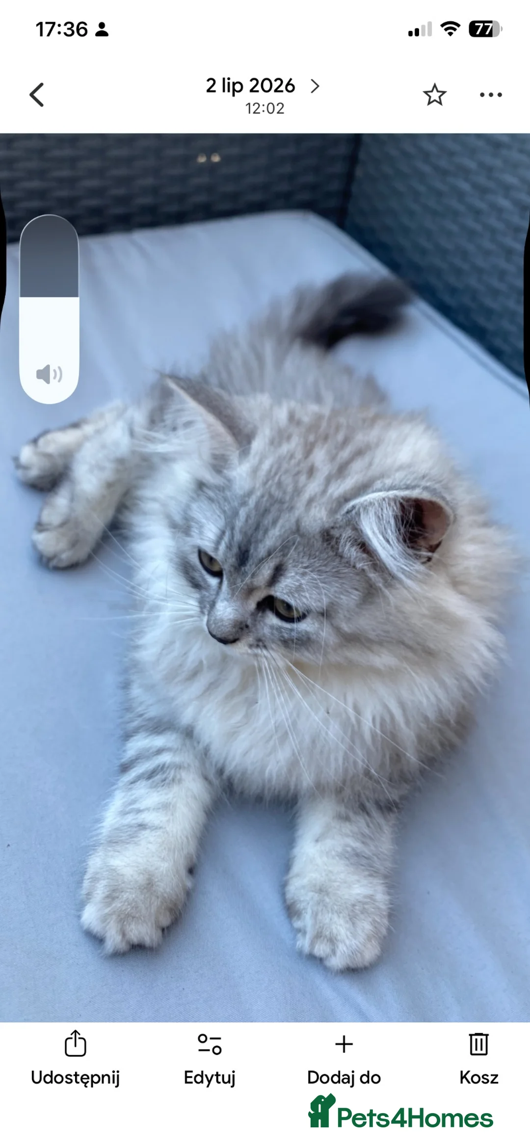 Persian cats for sale: Persian  - Advert 2