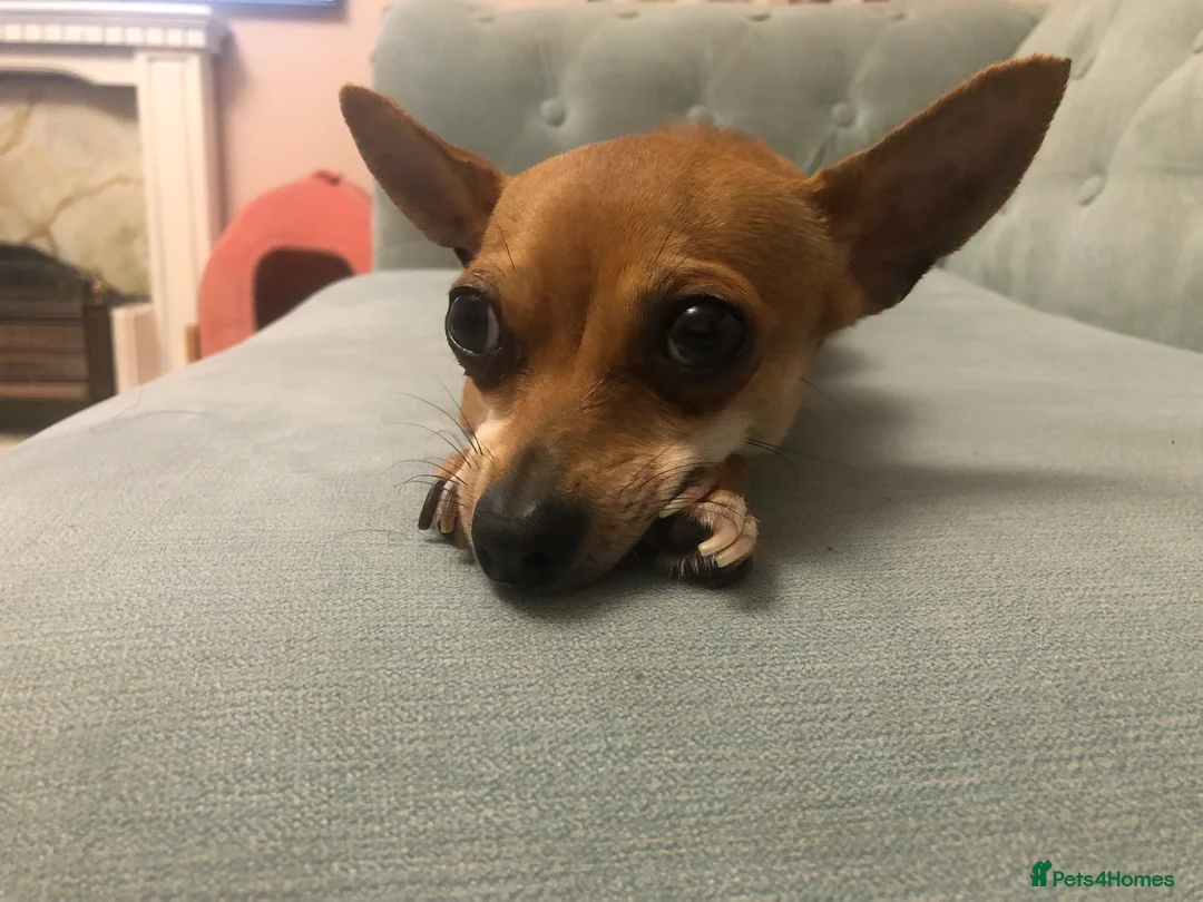 Chihuahua dogs for sale: Mum and daughter chihuahuas  - Advert 22