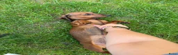 Miniature Dachshund dogs for sale: Miniature dachshund  - Advert 4
