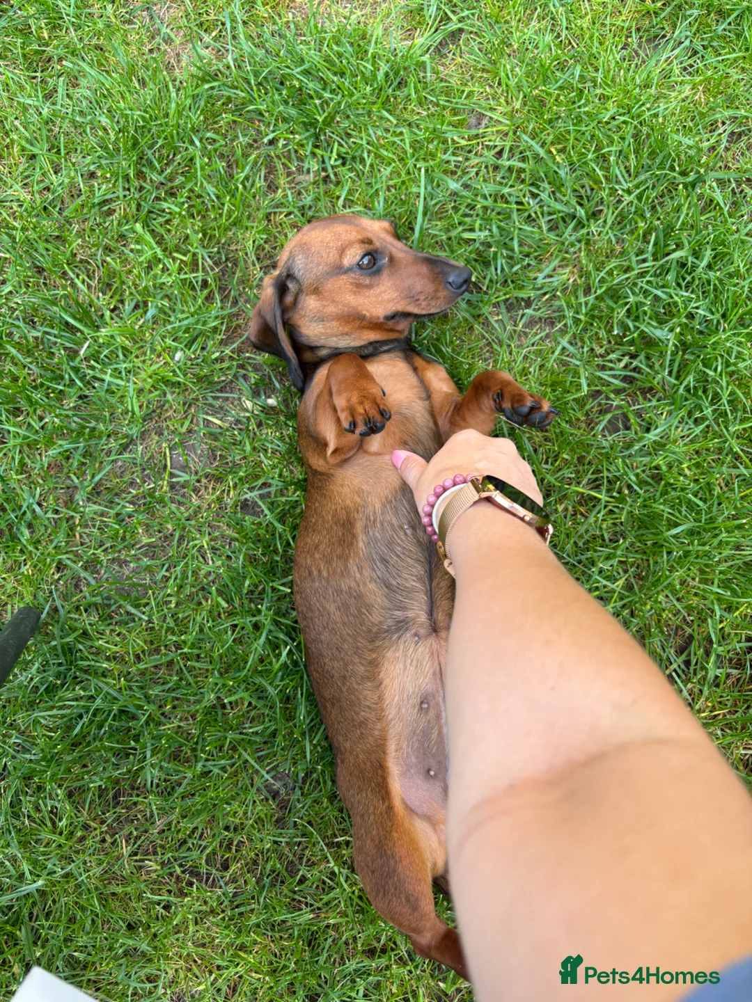 Miniature Dachshund dogs for sale: Miniature dachshund  - Advert 4