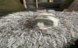 Mixed Breed cats for sale: We are all looking for homes soon - Image 6