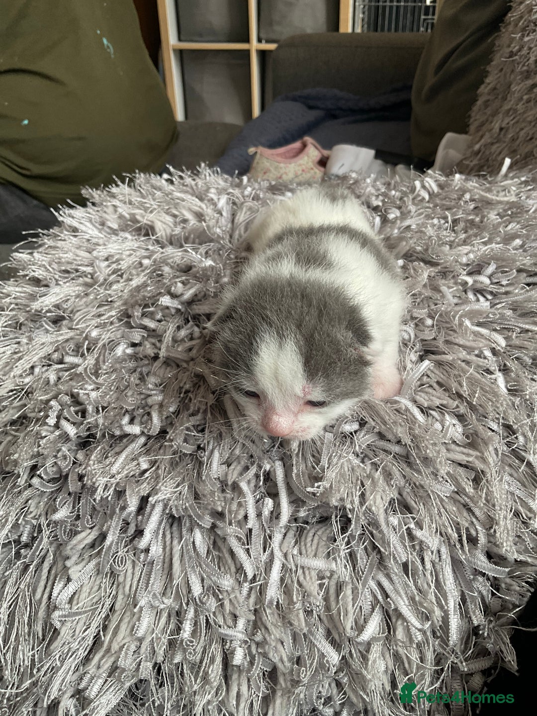 Mixed Breed cats for sale: We are all looking for homes soon - Image 6