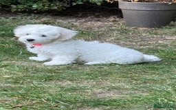 Maltese dogs for sale: Puppy - Image 3