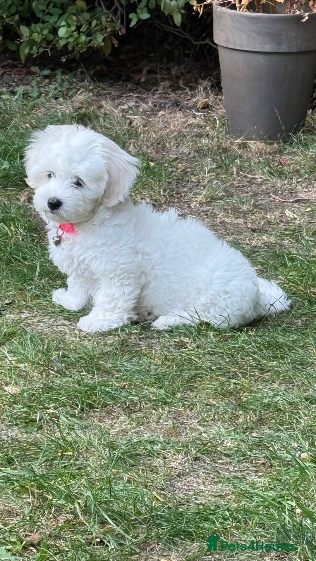 Maltese dogs for sale: Puppy - Image 3