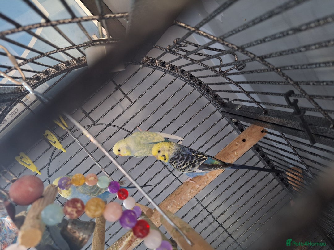 Budgerigars birds for sale: 4 budgies and cage - Image 6