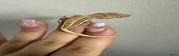 Gecko reptiles for sale: Crested gecko for sale  - Advert 13