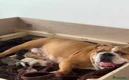 English Bulldog dogs for sale: Beautiful English bulldog puppy  - Image 14