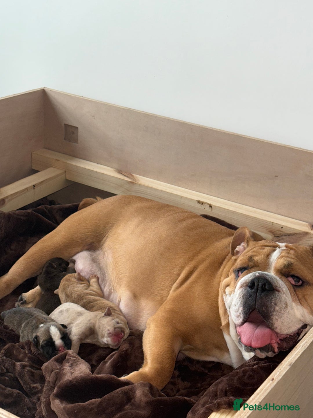 English Bulldog dogs for sale: Beautiful English bulldog puppy  - Image 14