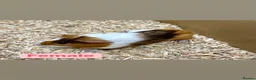 Guinea Pig rodents for sale: Young guinea pigs  - Advert 12