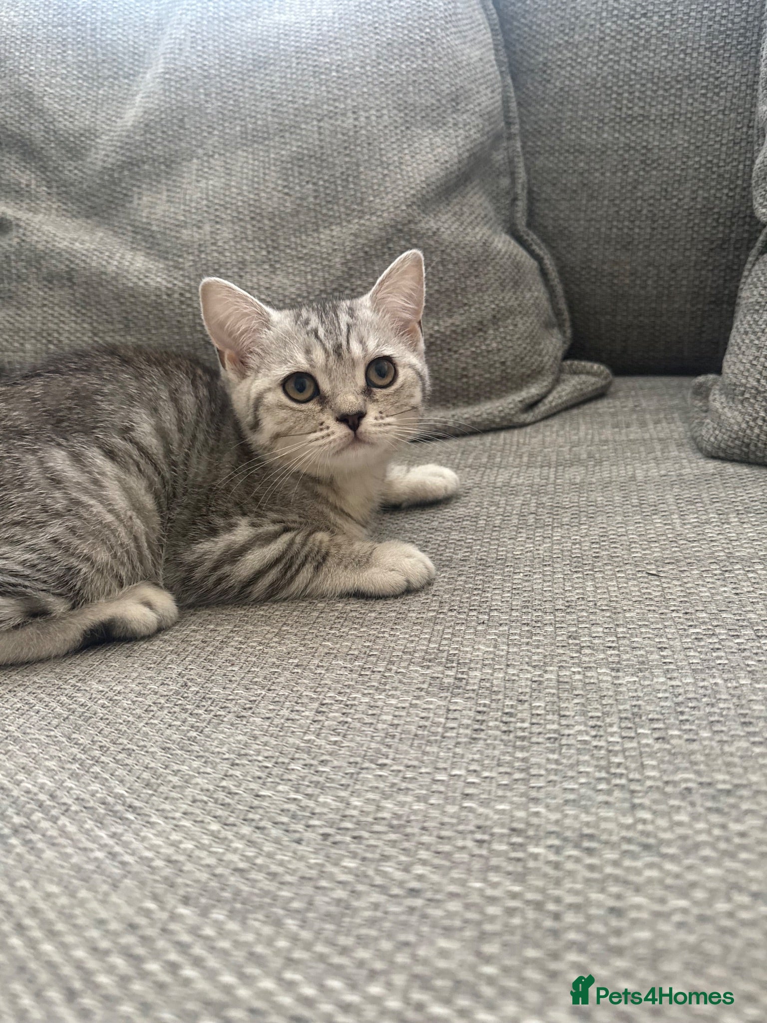 British Shorthair cats Only One BSH Girl left  - Advert 11