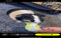 Guinea Pig rodents for sale: 2 male adult guinea pigs  - Image 3