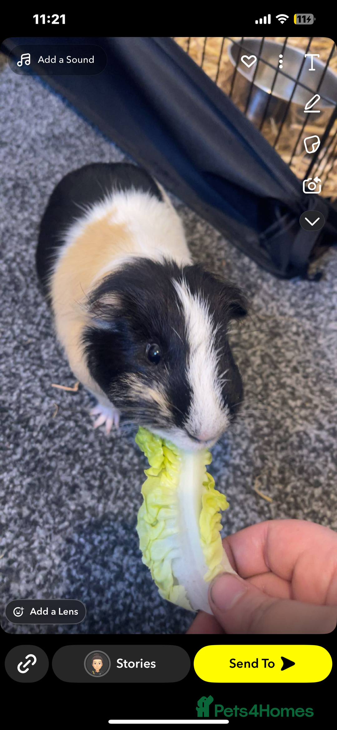 Guinea Pig rodents for sale: 2 male adult guinea pigs  - Image 3
