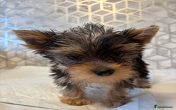 Yorkshire Terrier dogs for sale: Yorkshire terrier puppy boys - Image 3