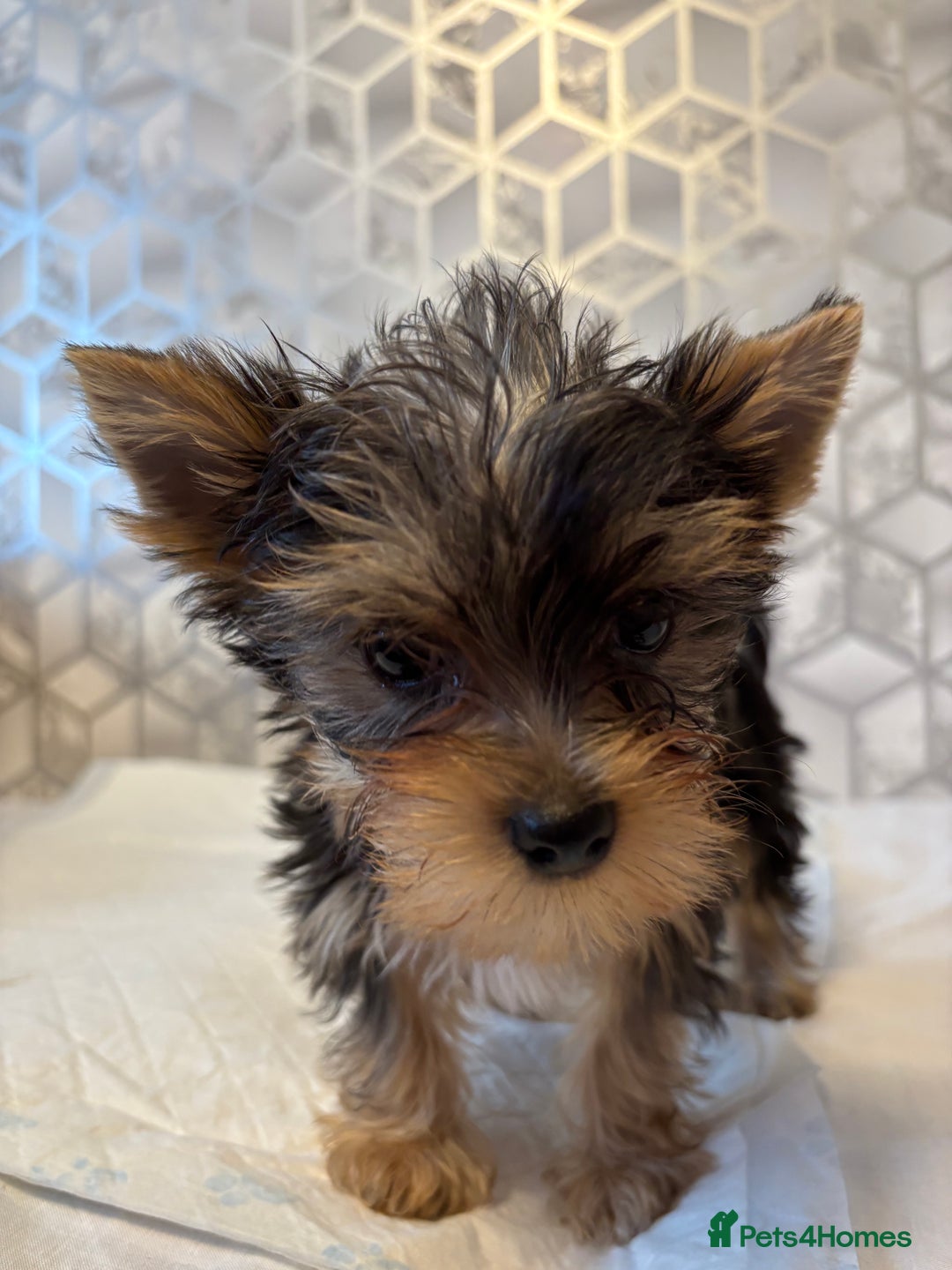 Yorkshire Terrier dogs for sale: Yorkshire terrier puppy boys - Image 3