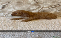 Cockapoo dogs for sale: Cockapoo puppies 🐾  - Image 8