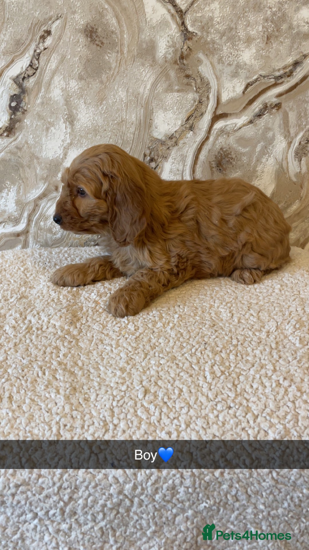 Cockapoo dogs for sale: Cockapoo puppies 🐾  - Image 8