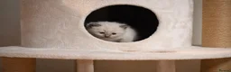 Ragdoll cats for sale: Blue Point Ragdolls | Celestial Litter - Advert 16