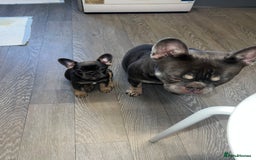 French Bulldog dogs for sale: Adorable Purebred Female French Bulldogs Ready! - Advert 15