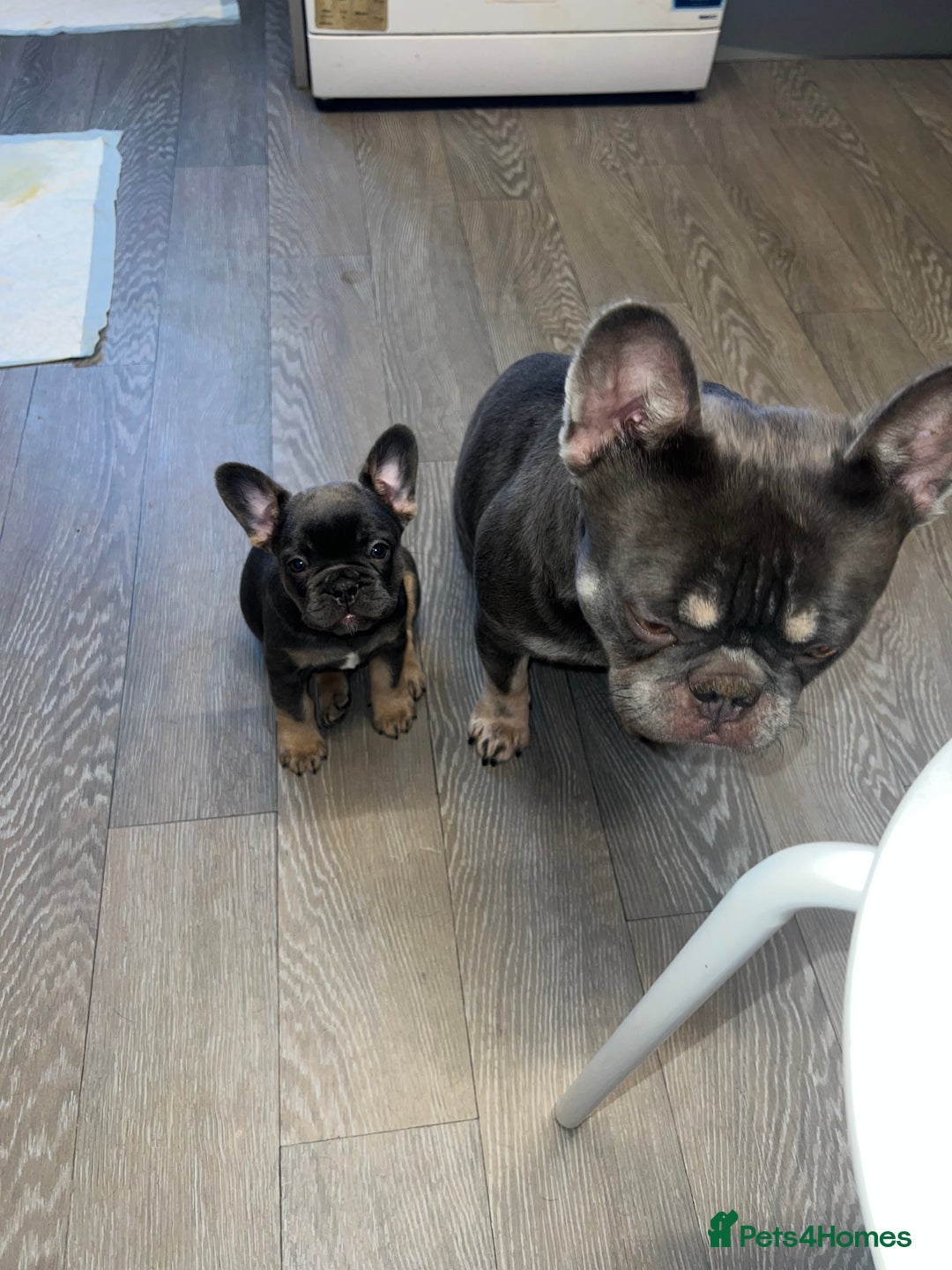 French Bulldog dogs for sale: Adorable Purebred Female French Bulldogs Ready! - Advert 15
