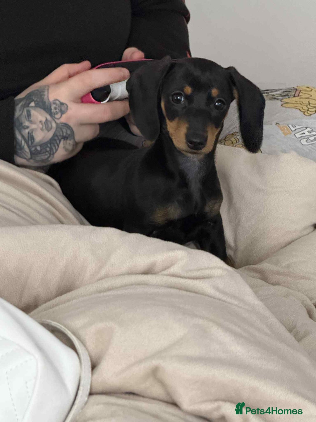 Miniature Dachshund dogs for sale: Female miniature dachshund  - Advert 4