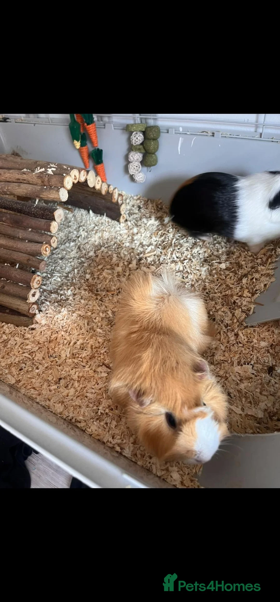 Guinea Pig rodents for sale: Two Female Guinea Pigs - full set up. in Leigh - Advert 2