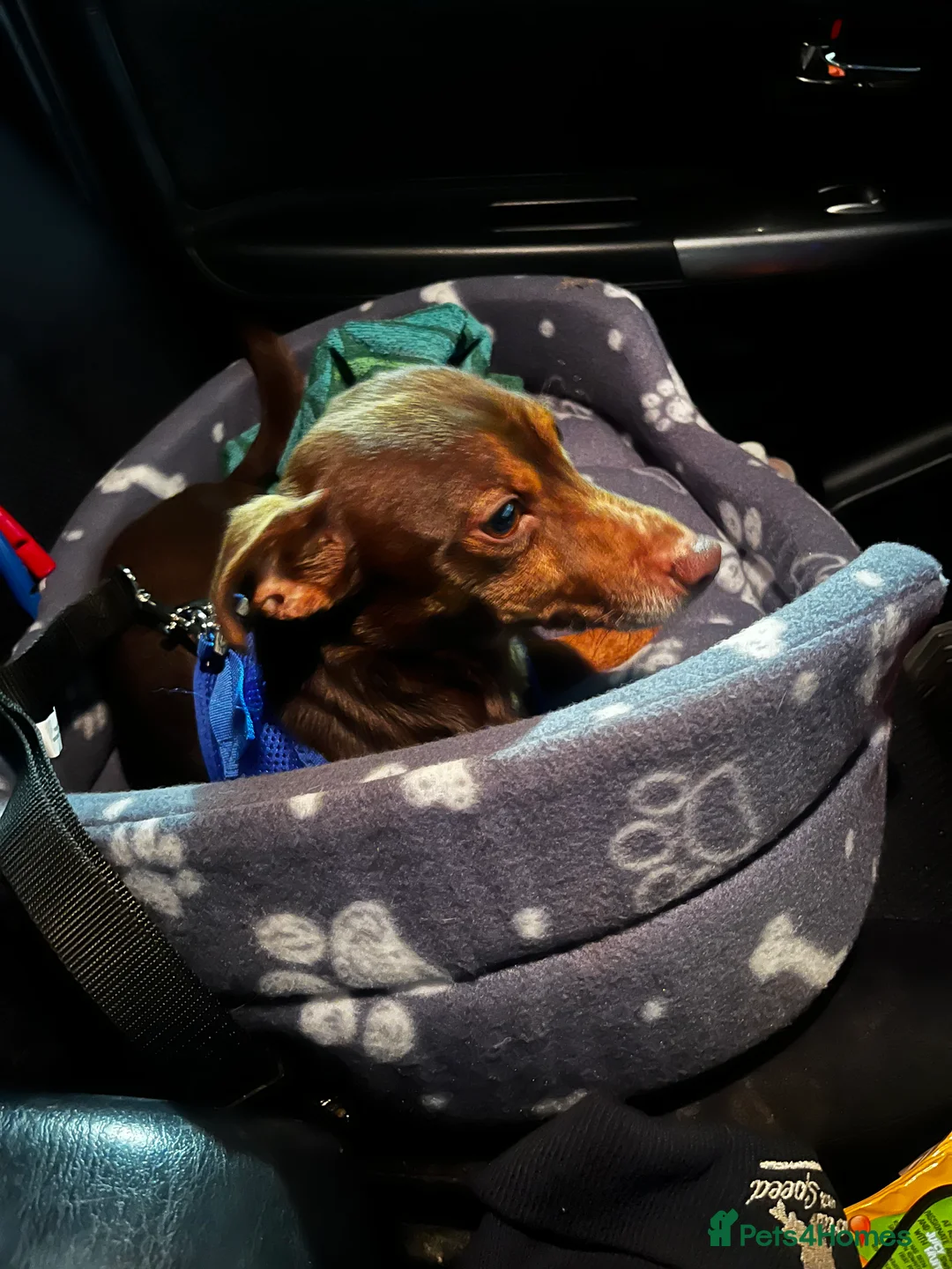 Jack Russell dogs for stud: Jack Russell - Miniature  - Advert 4